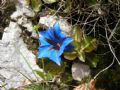 Gentiana dinarica